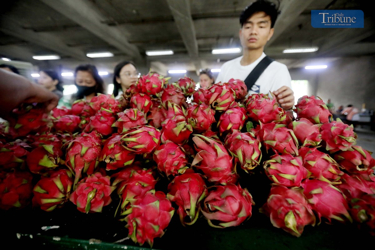 TRIBUNE-dragonfruits